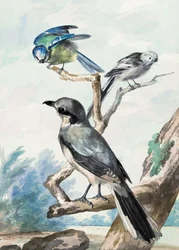 Trois oiseaux
