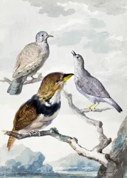 Trois oiseaux, deux pigeons incas et un coucou barbu à collier