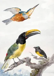 Trois oiseaux : un martin-pêcheur, un toucan de Von Wied et un moineau