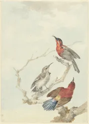 Trois Souimangas cramoisis