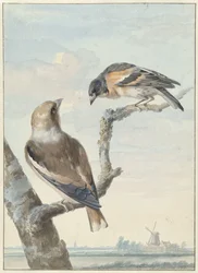 Deux oiseaux : un gros-bec casse-noyaux et un pinson du Nord