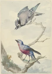 Deux oiseaux : un geai bleu et un cotinga à poitrine pourpre