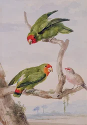 Deux inséparables à face rouge et un astrild, 1756