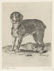 Chien debout