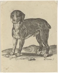 Chien debout