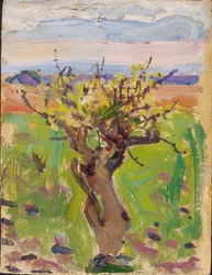 Arbre nain dans le désert