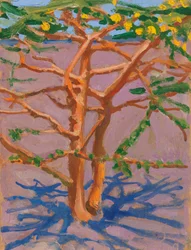 Acacia sur la savane