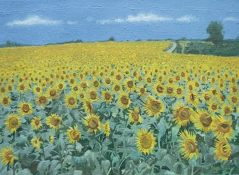 Champ de tournesols, 2002