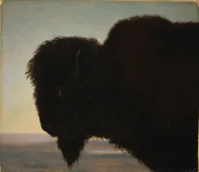 Tête de buffle