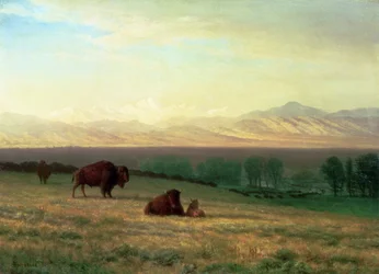 Bisons dans les plaines, vers 1890