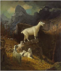 Chèvres des montagnes Rocheuses, vers 1885