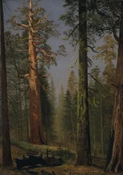 Le séquoia géant Grizzly, Mariposa Grove, Californie