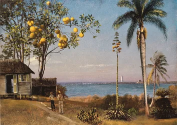 Scène tropicale