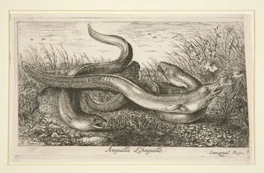 Anguilla. L