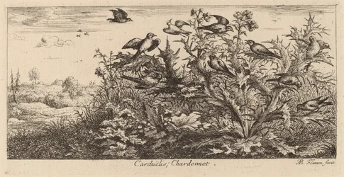 Carduelis, le chardonneret