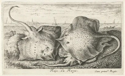 Trois raies sur la plage (Raja. La Raye.) (Vissen en andere zeedieren - zoutwater tweede reeks, Poissons de mer)