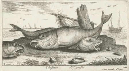 Trois églefins sur la plage