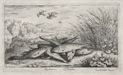 Poissons d
