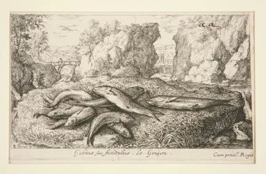 Gabius ou goujon