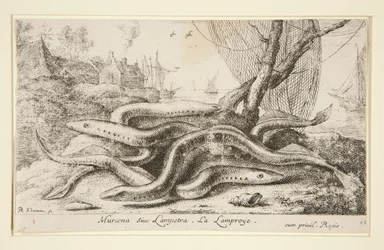Muraena siue Lampetra. La Lamproie