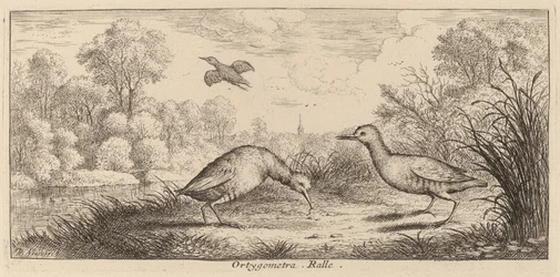 Ortygometra, le râle