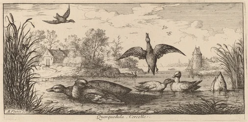 Querpedula, la sarcelle