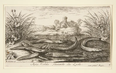 Le vairon, de la deuxième partie de la série Poissons d