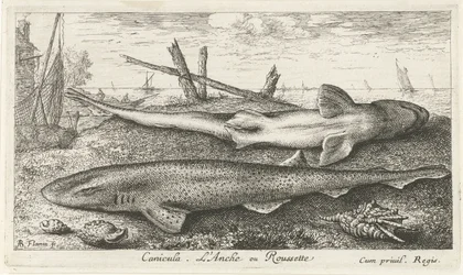 Deux roussettes sur la plage