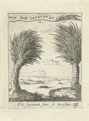 Deux palmiers, séparés