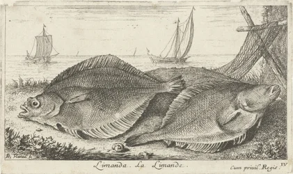 Deux limandes sur la plage. Poissons de mer