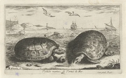 Deux tortues sur la plage (Testudo marina; La Tortuë de Mer) (Vissen en andere zeedieren - zoutwater tweede reeks, Poissons de mer)