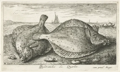 Deux plies sur la plage (Vissen en andere zeedieren - zoutwater derde reeks, Poissons de mer)