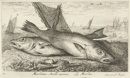 Deux merlans sur la plage (Merlanus. Aselli species, Le merlan)
