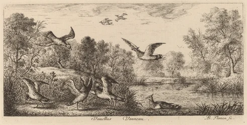 Vanellus, Le Vanneau