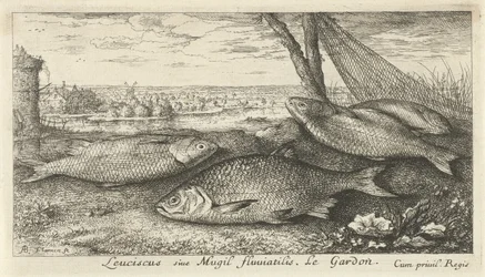 Quatre gardons près d