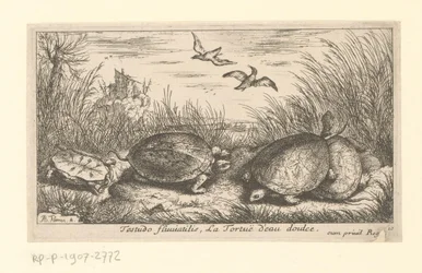 Quatre tortues d
