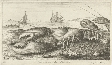 Homard sur la plage