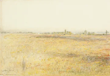 Champs de blé, Hooe. Bexhill sur Mer