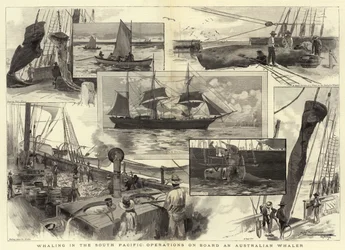 Chasse à la baleine dans le Pacifique Sud, opérations à bord d