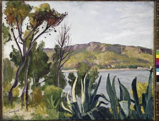 Paysage avec agave