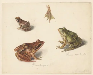 Feuille avec étude d