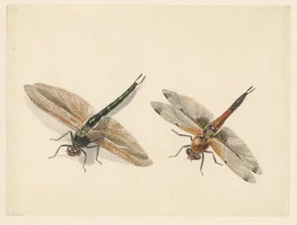 Étude de deux libellules