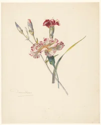 Feuille d