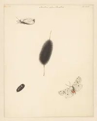 Feuille d