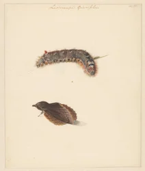 Feuille d