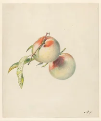 Deux pêches sur leurs tiges
