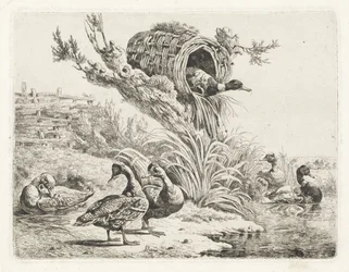 Canards au bord de l