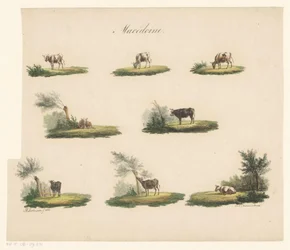Vaches dans le paysage (Macédoine)