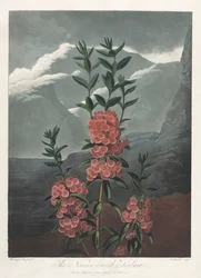 Le Temple de Flora, ou Jardin de la Nature : Le Kalmia à feuilles étroites