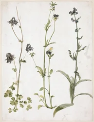 Ancolie, pensée et buglosse